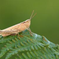 Common Field Grasshopper 4 